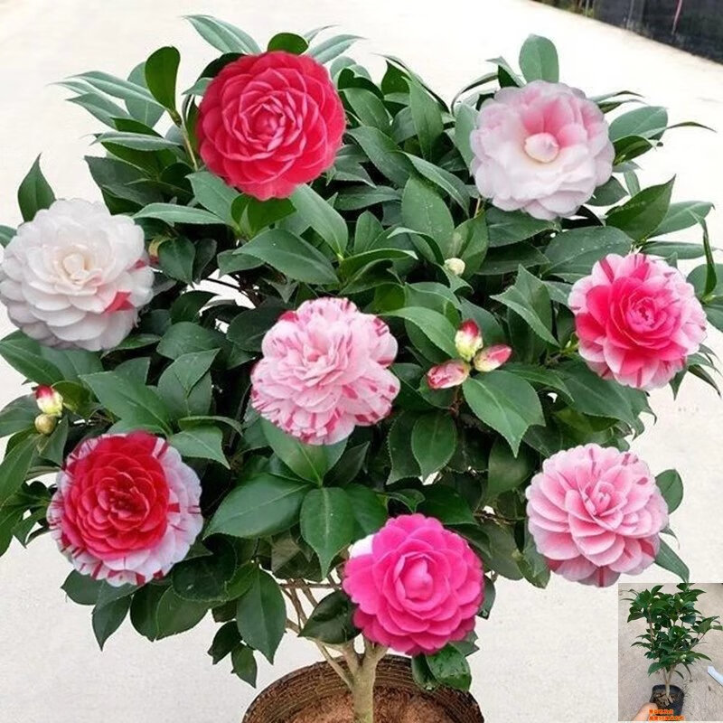 香妃山茶花盆栽带花苞五色赤丹花卉植物室内好养茶花树苗四季开花