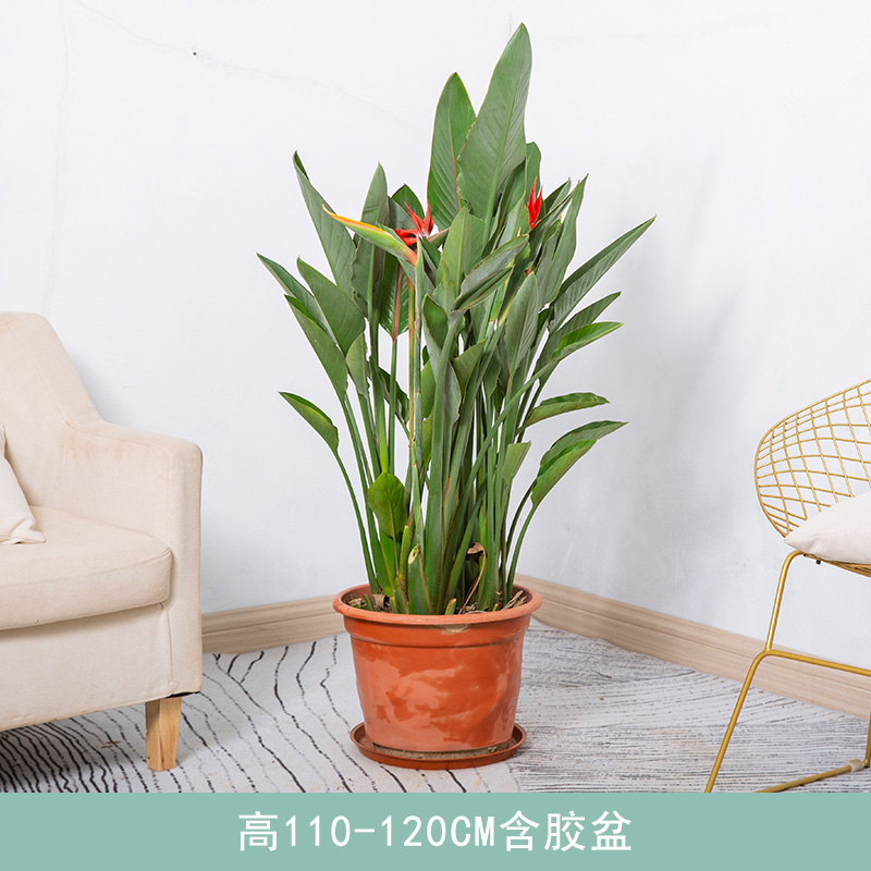 艺植艺品红花天堂鸟鹤望兰带花苞庭院阳台家居客厅办公室走廊开业乔迁