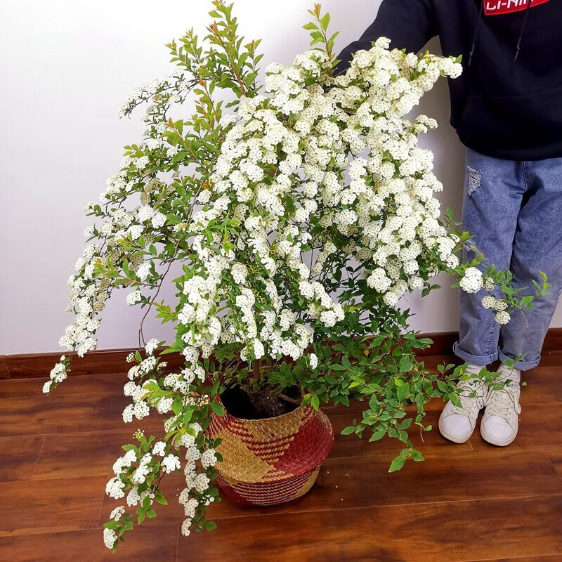 绣线菊 相关京东优惠商品排行榜 2 价格图片品牌优惠券 虎窝购