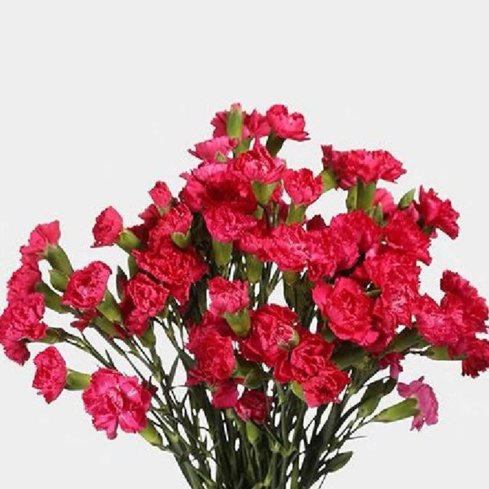 直发康乃馨鲜花单头真花家用水养 伊人单头1束(18 2支防损) 保鲜剂