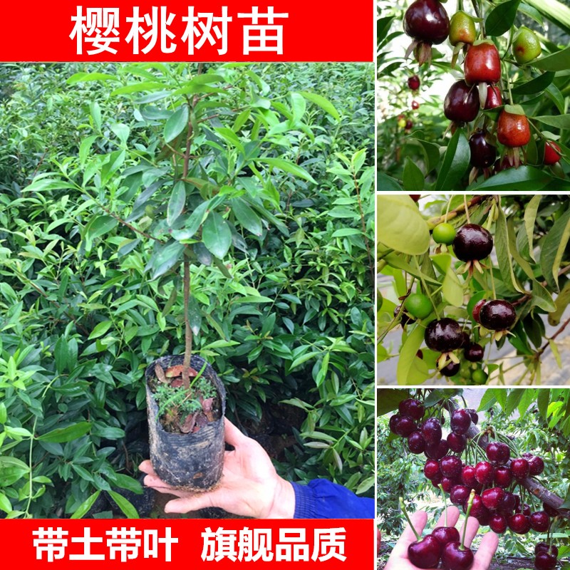 樱桃树苗巴西樱桃苗乌克兰樱桃苗黑玫瑰樱桃果树苗南北方盆栽地栽庭院