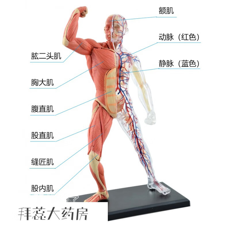 人体结构模型 4d 人体肌肉骨骼玩教具医用拼装解剖模型结构血管骨