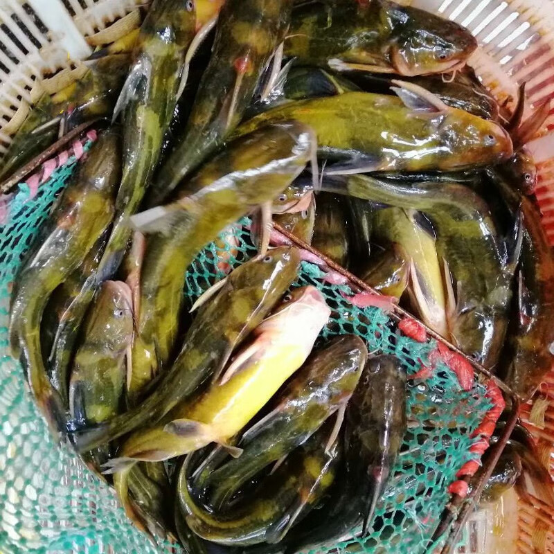 安峰山【JD京鮮配送】淡水魚鮮活現(xiàn)殺昂刺魚角針魚昂針魚黃骨魚黃辣丁 昂刺魚每斤3-5條裝 2斤