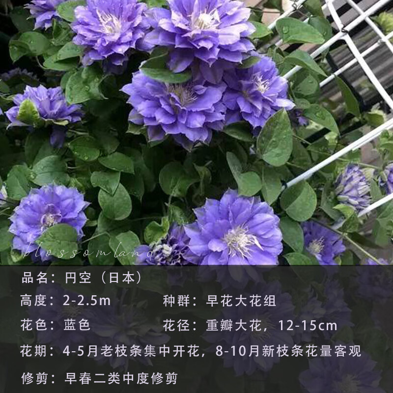 各品种铁线莲大苗爬藤植物小中大苗重瓣大花藤本攀爬花卉花墙 円空 51