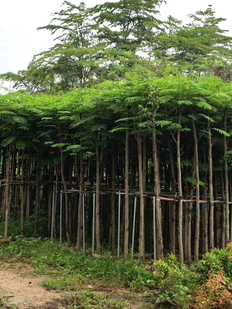 京佳乐凤凰木树苗凤凰花盆栽庭院名贵风景树红花楹大树苗金凤花门 树