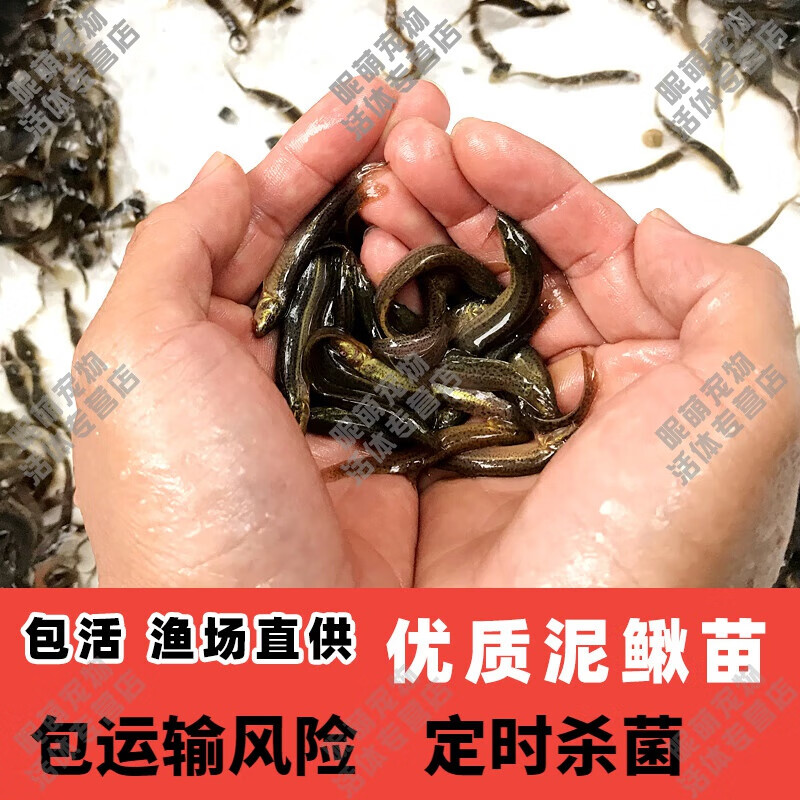 泥鳅苗泥鳅鲜活小泥鳅苗宠物鱼龙鱼乌龟筏钓小鱼活体饲料 泥鳅1-3cm