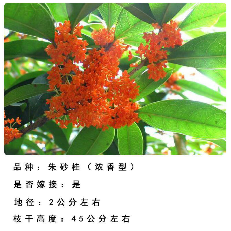 盆栽嫁接大树庭院地载四季开花室内金桂树丹桂浓香型 朱砂桂当年开花