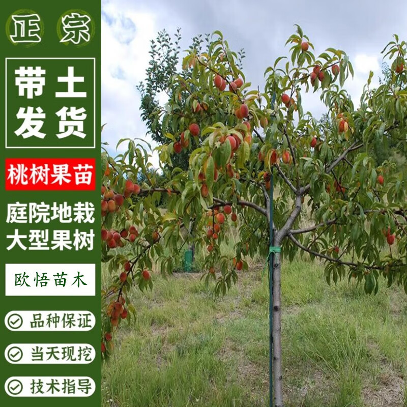 8公分桃树图片