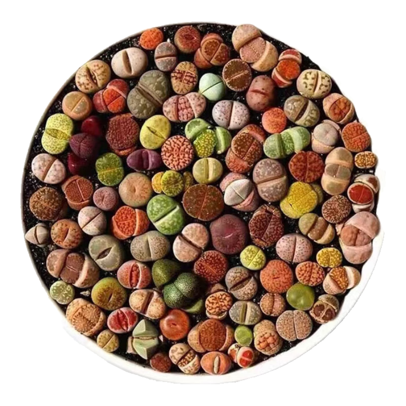 ������ʯ��ֲ��PP������ֲ���״����ƨ�ɻ�10��ֱ��Լ1CMԴͷֱ�� 17.9Ԫ