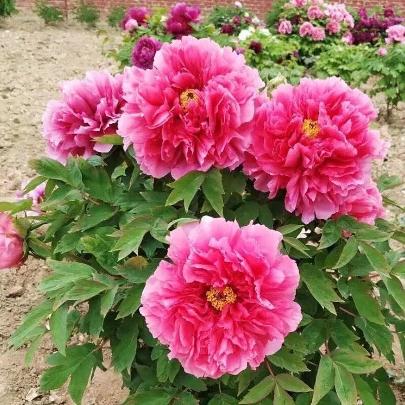 祉鹿 牡丹花树花苗正宗洛阳观赏大花重瓣花卉绿植物盆栽吊兰庭院栽