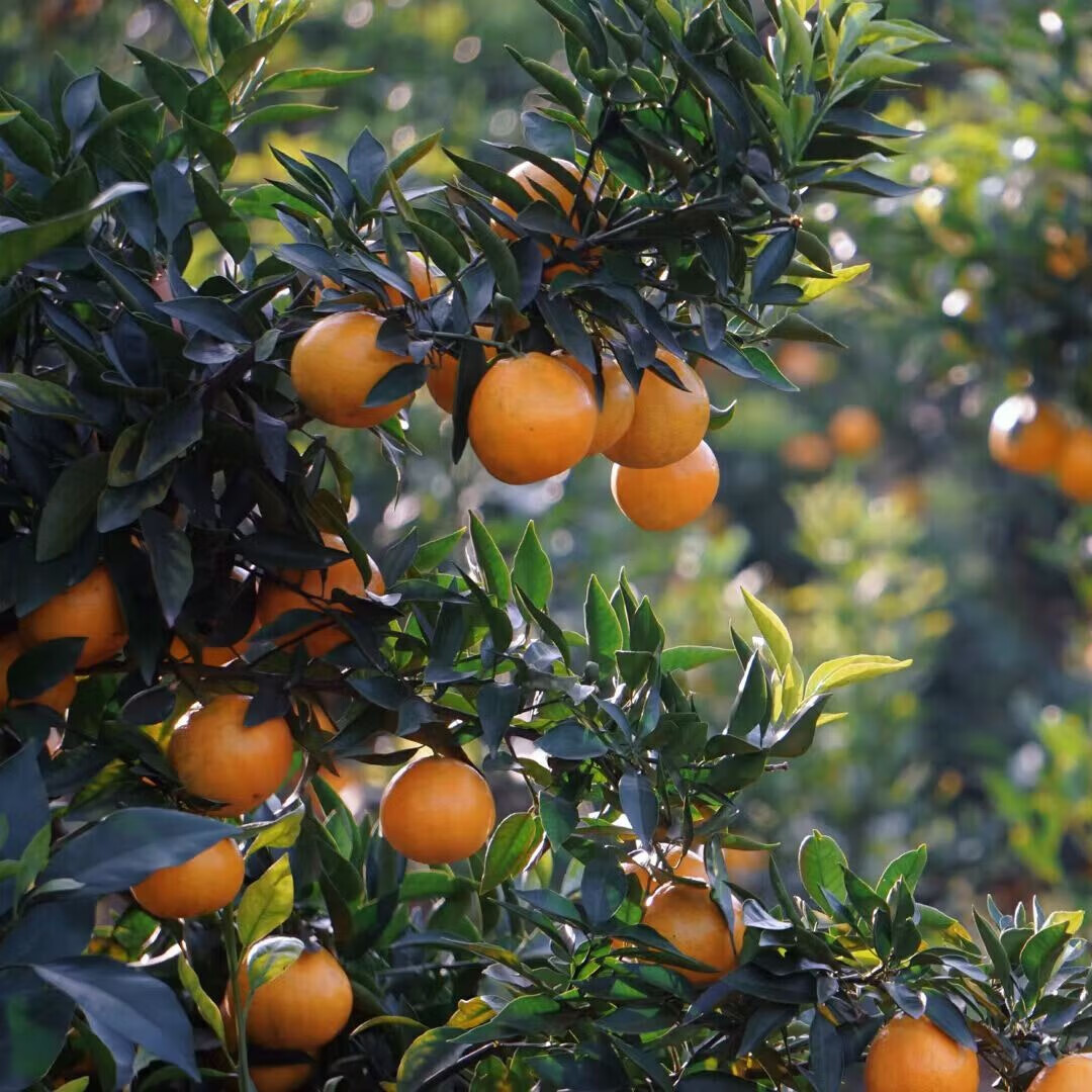 橙世之光爱媛果冻橙爆汁橙手剥橙子甜橙红美人泉水柑当季水果京东顺丰快递 8斤大果18颗以内