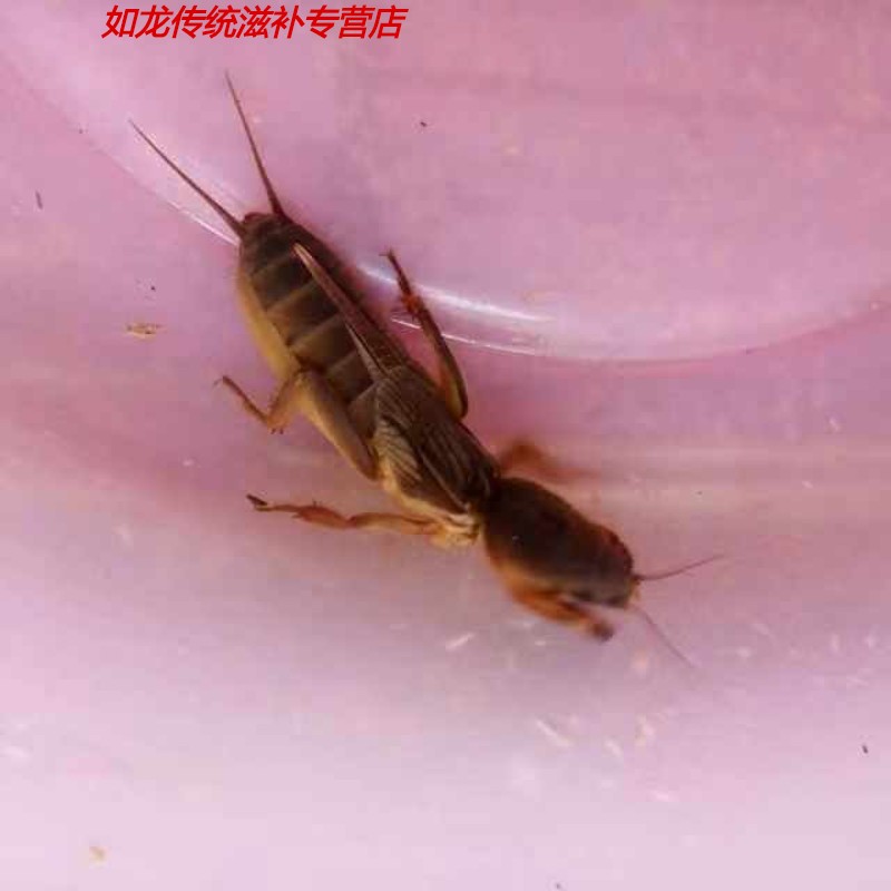 蝼蛄活体(一盒24只蝼蛄)活体土狗虫活蝼蛄中昆虫拉拉蛄土狗子 一盒24