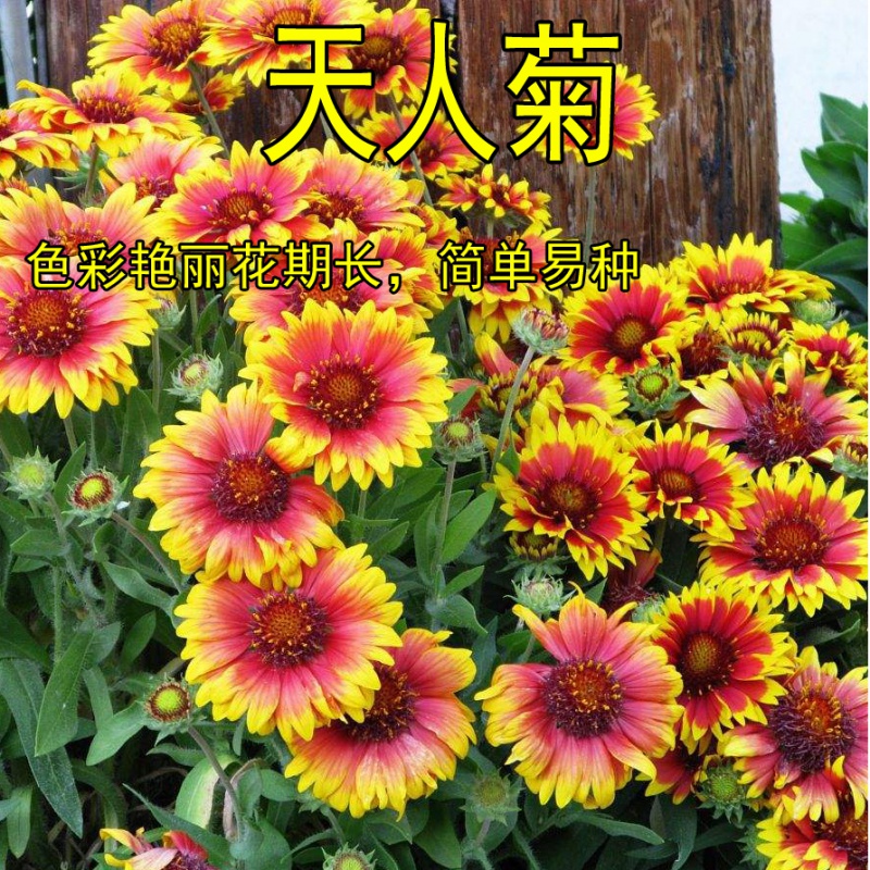 奔奧天人菊多年生宿根種子耐寒鮮花園林景觀綠化花卉園藝種子庭院陽臺(tái) 天人菊半斤