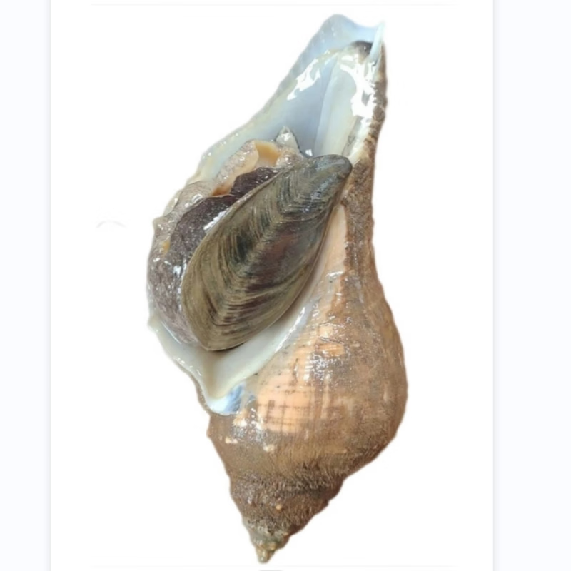 海蕴极鲜【活鲜】鲜活小响螺 新鲜角螺香螺 500g (4-7只)