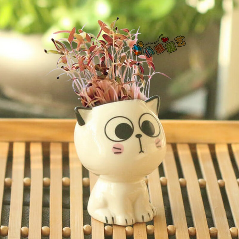 麦基乐幼儿园儿童种植小盆栽种子发芽桌面绿植草头娃娃种草头上长草