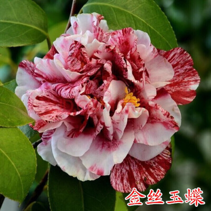 盆栽带花苞浓香型庭院室内好养植物五色赤丹树苗花卉植物精品五色茶花