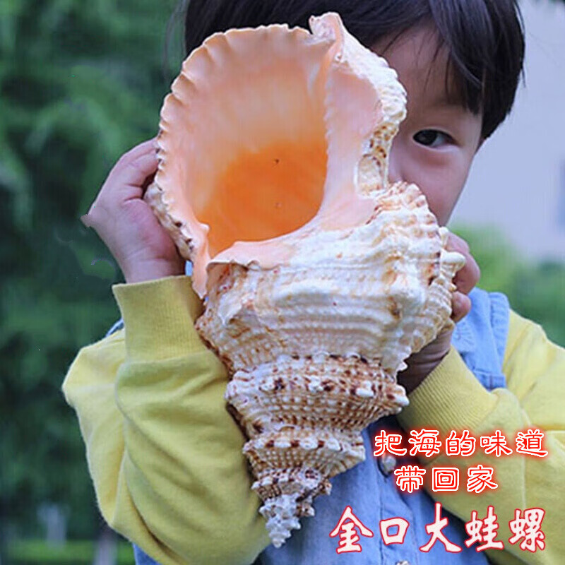 贝贝工匠石号螺天然金口蛙螺大海螺贝壳海螺壳鱼缸造景装饰品居家摆件新款 23厘米左右