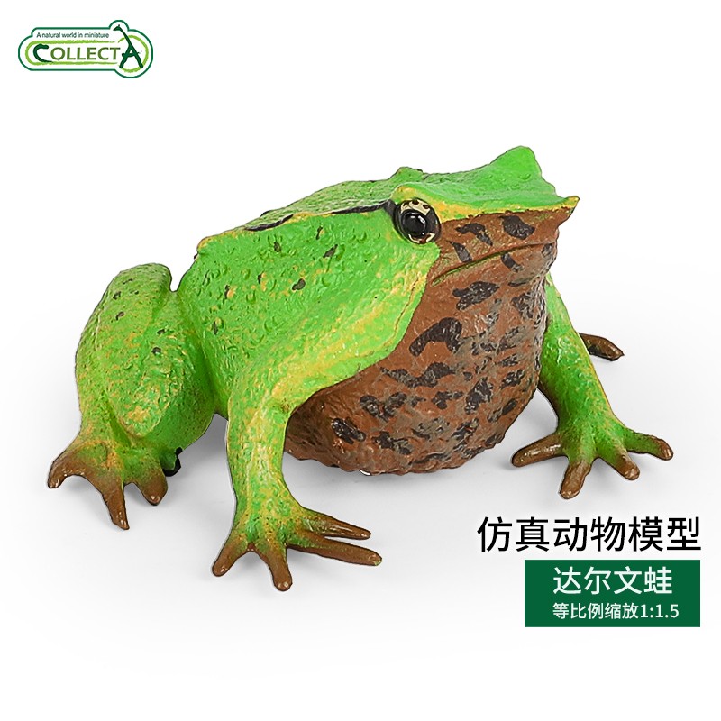 我你他collecta青蛙玩具模型儿童仿真收藏摆件暑假礼物 达尔文蛙88938