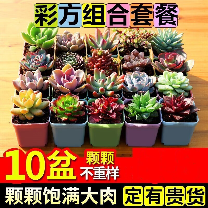 怎么查多肉植物的历史价格|多肉植物价格比较