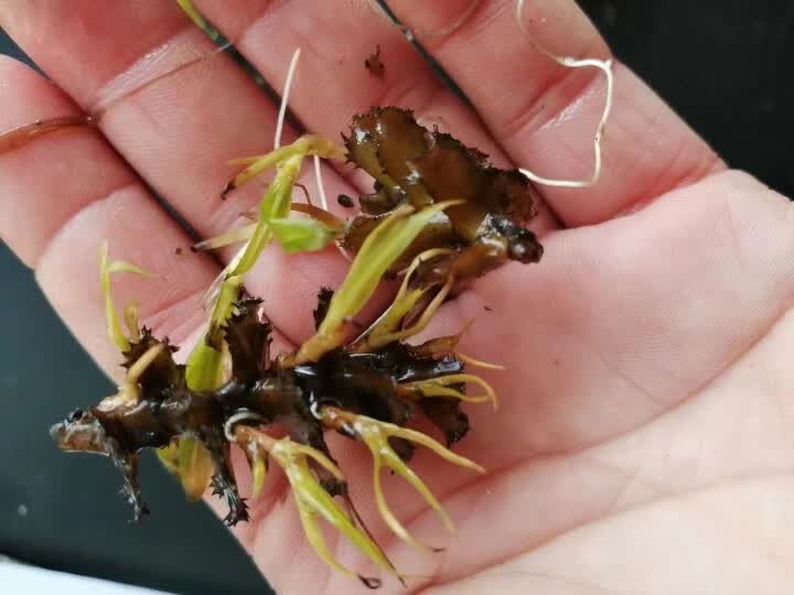 科威顿菹草种籽麦黄草种子虾藻石芽鱼缸造景养殖小龙虾专用水草增氧植物 1斤精品麦黄草籽(清洗干净)属于什么档次？