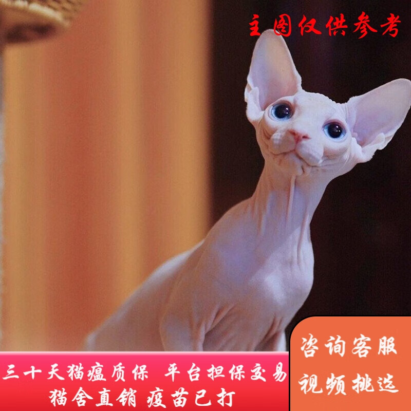 福贝纯享无毛猫幼猫猫咪活体幼崽斯芬克斯白皮黑皮蓝皮猫纯种宠物保健康 宠物级 宠物级A款 公怎么样,好用不?