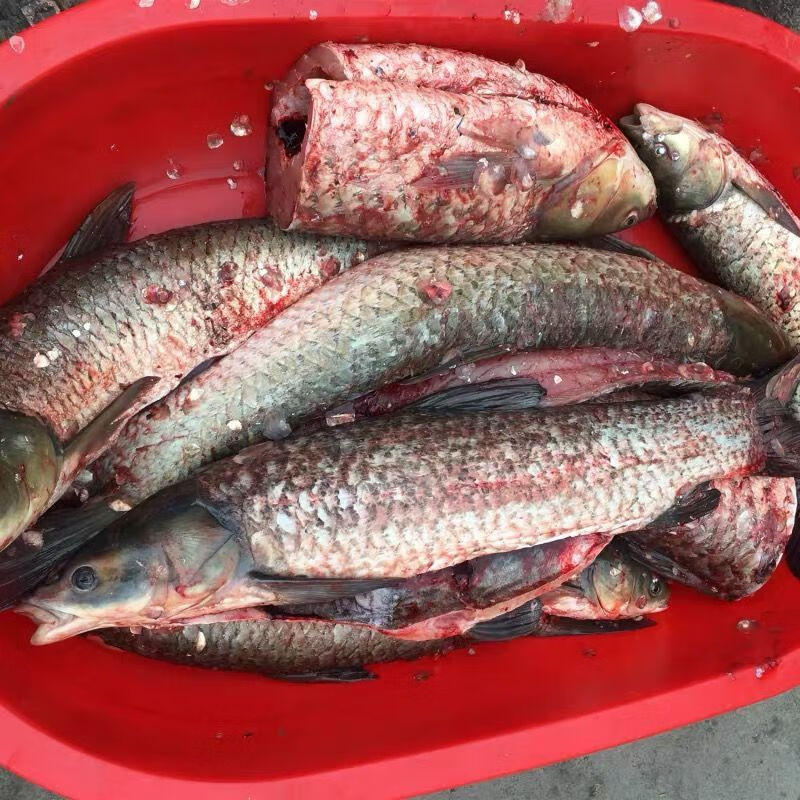 国产青鱼鲜活现杀螺蛳青乌青鱼螺丝青鱼养殖淡水鲜活草鱼活体现杀 15