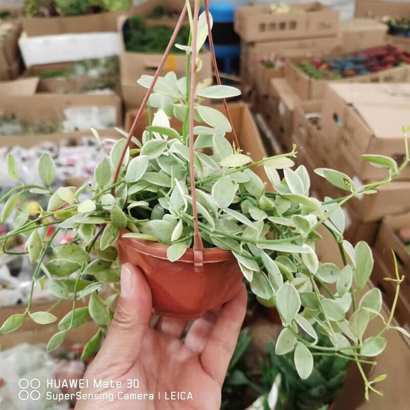 倾奢原盆原土金边翡翠吊兰盆栽室内多肉植物阳台垂吊长藤绿植四季常青