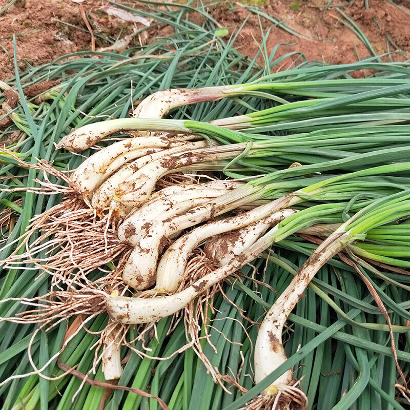 德祥隆四川新鲜农家自种荞头带须带苗茭头蔬菜荞头藠头子教头装年货