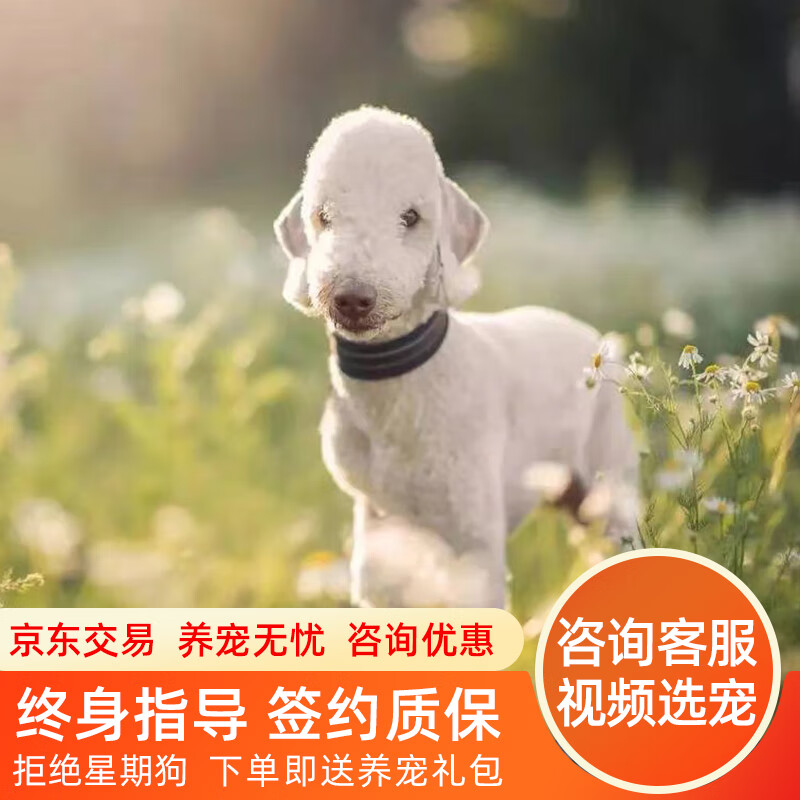 拾爱纯种双血统英国贝灵顿梗幼犬绵羊犬纯种贝林顿活体贝灵顿幼犬狗狗