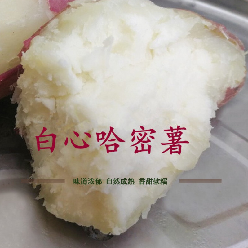哈密红薯白蜜薯冰糖心红薯蜜薯新鲜地瓜白心白瓤番薯1/3/5斤 3斤哈密