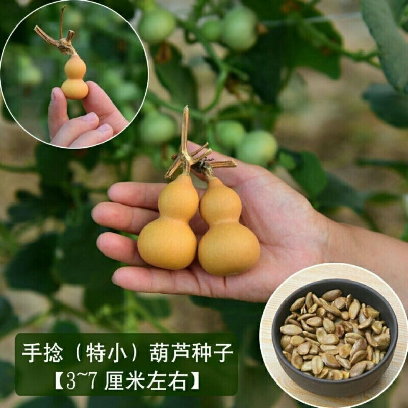 小葫芦种子特小手捻葫芦农家菜园四季种植观赏花卉高产宝葫芦籽 花乡