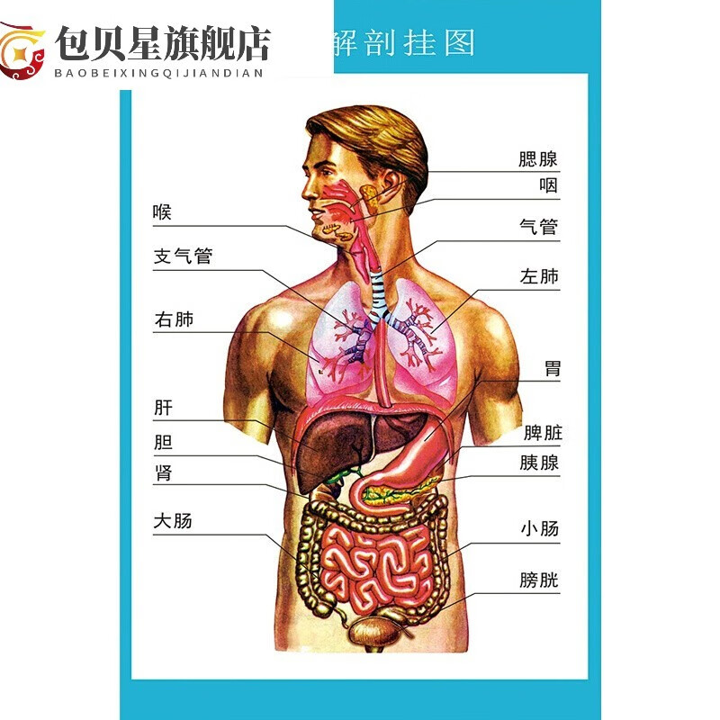 思伶菲 人体解剖图结构示意图人体内脏器官骨骼肌肉构