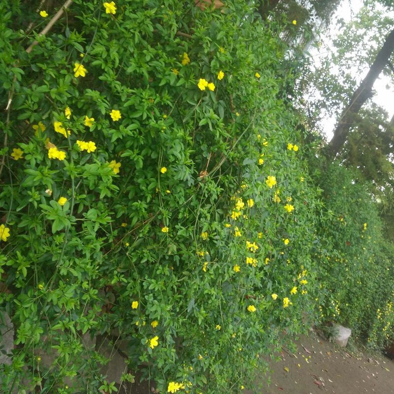 花苗盆景云南黄馨常青开花护坡花卉爬山虎苗庭院绿化四季种植易活苗木