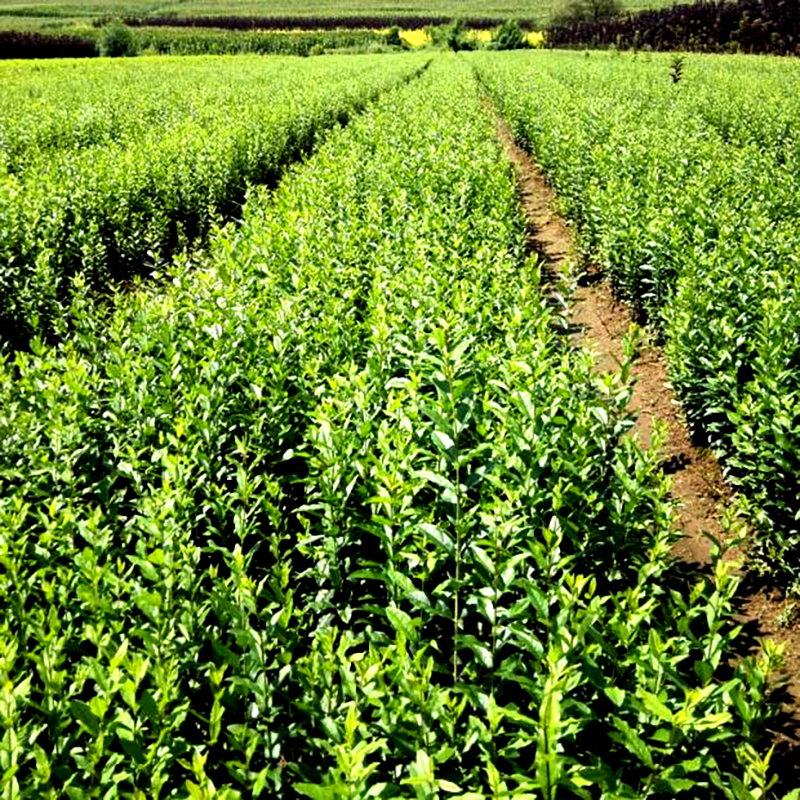 滨淇水蜡树苗绿篱小区道路绿化工程苗北方耐寒/水蜡高60cm1棵