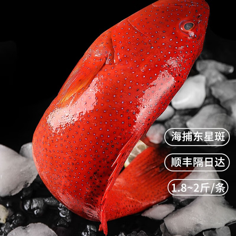 装冷冻1~2斤鲜红老虎斑红星燕尾斑鱼 【海捕东星斑】900g-1000g/条