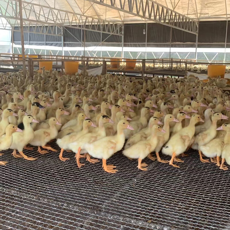 麦基乐白饭鸭活苗脱温半大豚鸭腾鸭大种正宗西洋鸳1鸯火鸭旱鸭子活苗