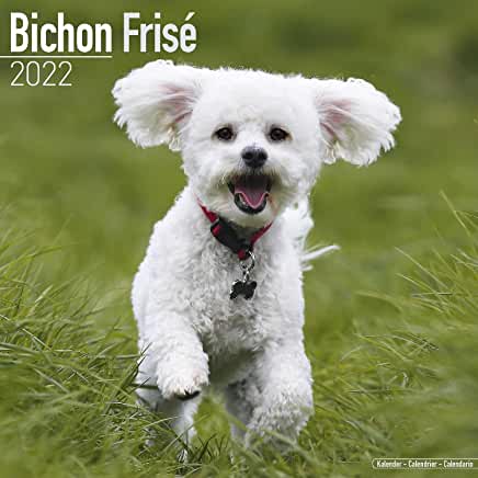 预订bichon frise 2022 wall calendar