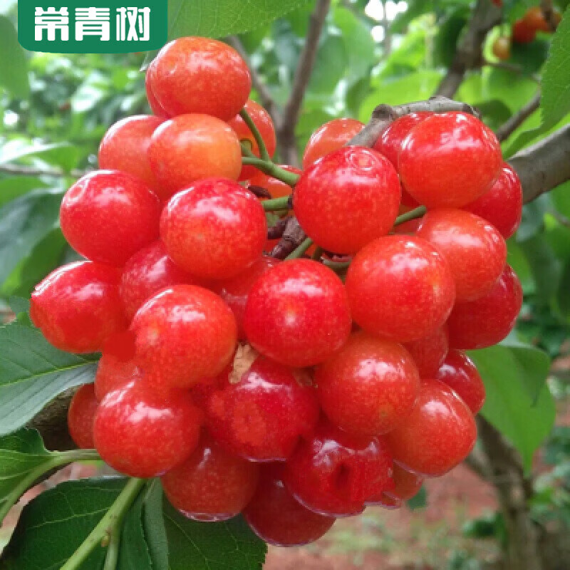 车厘子树苗正宗嫁接樱桃南方北方种植果地栽盆栽当年结果大樱桃 红灯