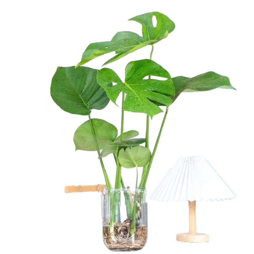 行湘龟背竹水培绿植 龟背竹2株30-40cm+竖条纹U型玻璃瓶 源头直发