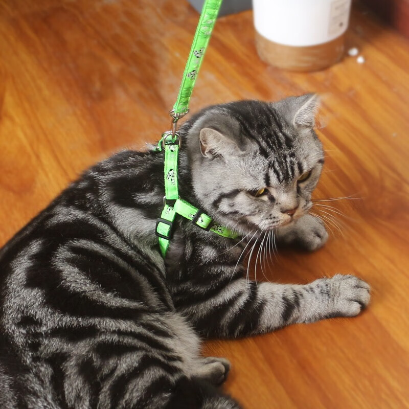 贝意品遛猫绳栓猫绳遛猫防挣脱牵引绳猫咪胸背带溜猫绳子 绿色胸背带