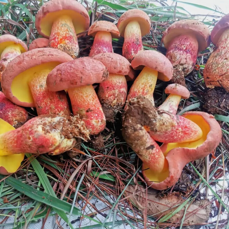 禾澹红葱牛肝菌云南野生见手青新鲜蘑菇食用菌菇变色蘑菇 250g