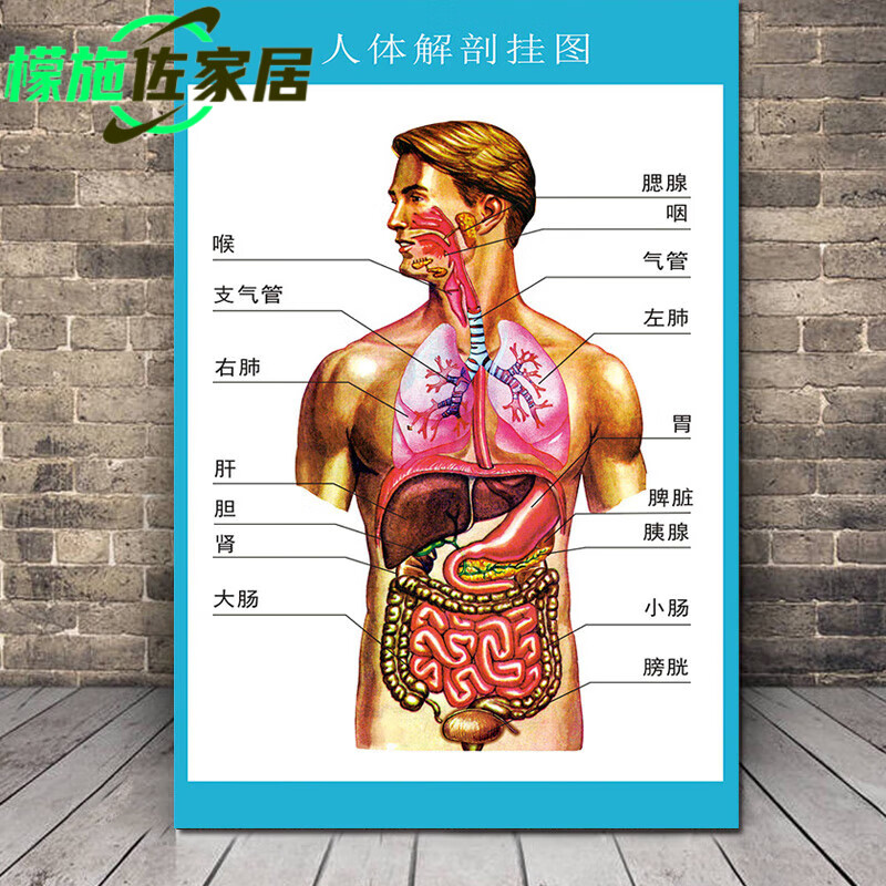 示意图彩色学人体内脏器官骨骼肌肉器官脊椎关节高清挂画海报血管血液