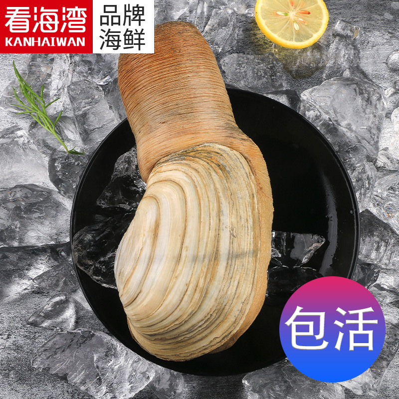 看海湾鲜象拔蚌鲜蚌海鲜日料刺身鲜活大象鼻象牙蚌2斤1只脆甜包活