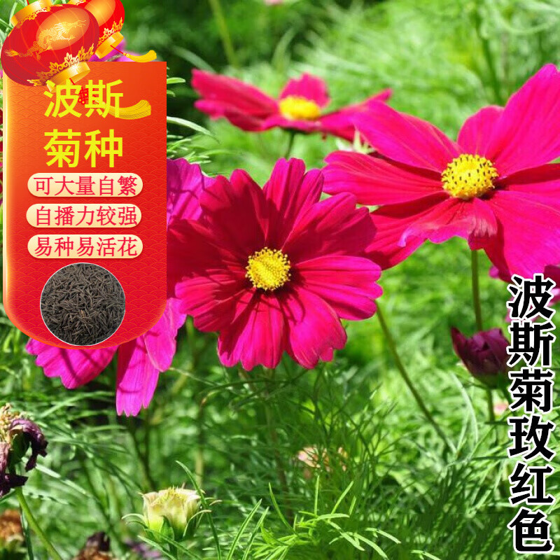 矮秆波斯菊图片