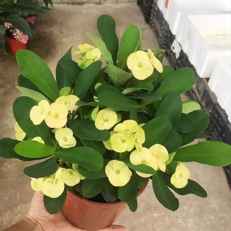 倾颜 黄红虎刺梅铁海棠花苗带花四季开花阳台庭院盆