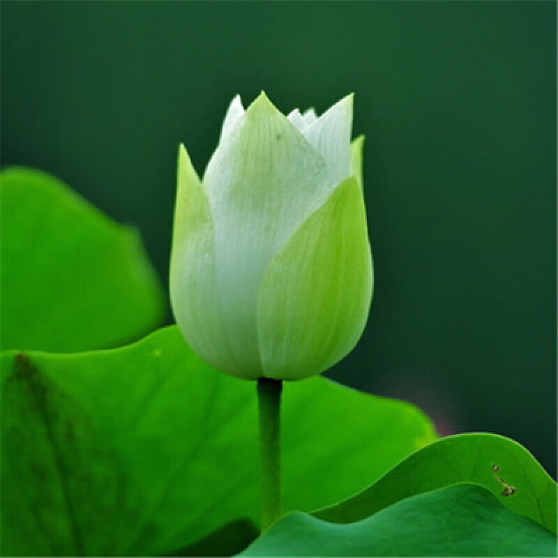 荷花种藕苗水养盆栽荷塘莲藕种苗观赏荷花种根莲花苗 春水绿波【3棵】