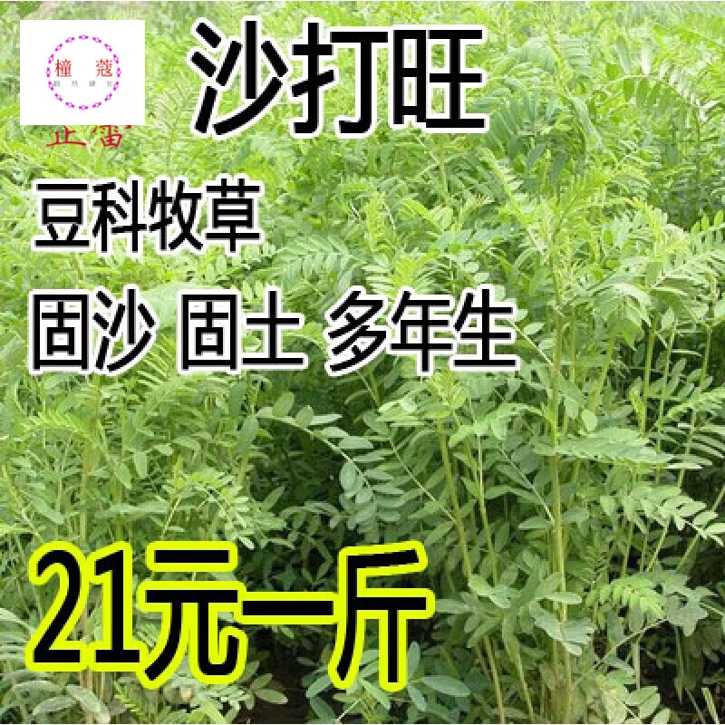 沙打旺种子 多年生牧草 绿肥草 护坡草 耐寒耐旱耐盐碱进口种子