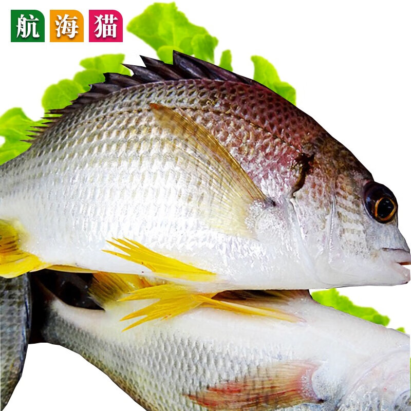 航海猫东山岛手钓黄翅鱼新鲜海捕活冻黄脚立海鲜水产黄雕鱼黄刺鱼 黄