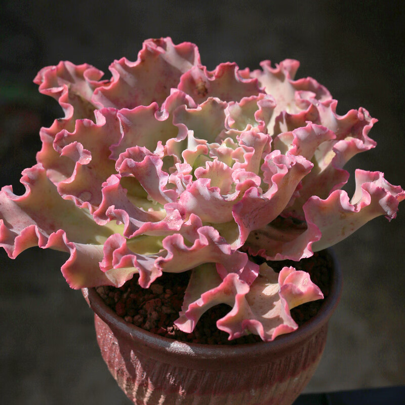 高砂之翁包菜多肉植物老桩巨大株单头易成活肉肉盆栽 高砂之翁[巨大株