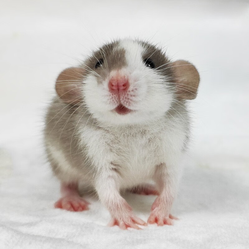 double yellow花枝鼠活体幼崽家养温顺高智商小型宠物鼠活物可爱亲人